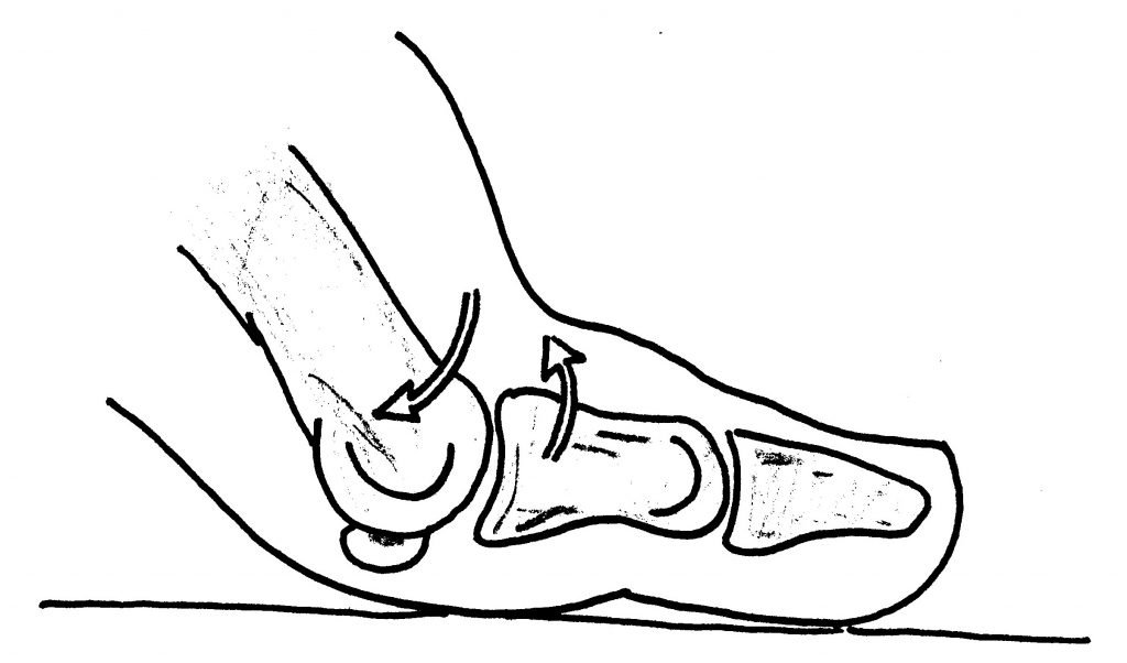 Normal Foot toe function